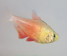 Orange Von Rio Tetra