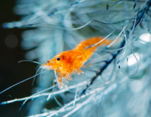 Orange Pumpkin Shrimp 5 Pack