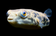 Mbu Puffer-3.5-4"
