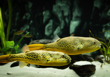 Mbu Puffer-3.5-4"