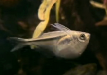 Marthae Hatchetfish