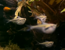 Marthae Hatchetfish