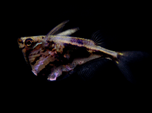 Marble Hatchetfish
