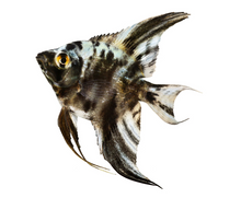 Marble Angelfish