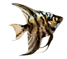 Marble Angelfish