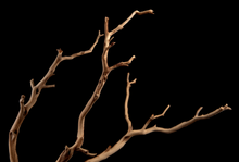 Manzanita Wood