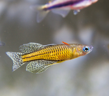 Spotted Blue-Eye Rainbowfish