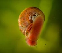 Red Ramshorn Snail