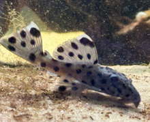 L264 Sultan Pleco- 2.5"