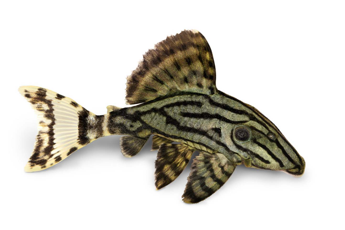L191 Royal Pleco- S