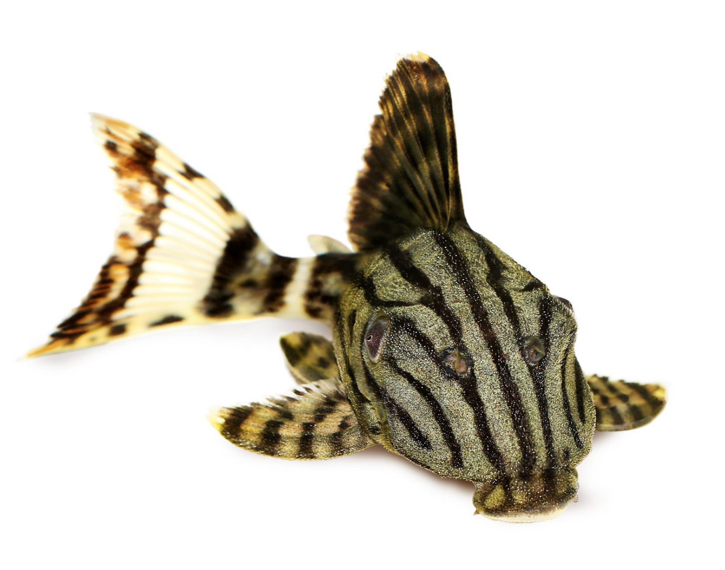 L191 Royal Pleco- S
