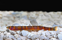 Kuhli Loach