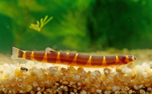 Kuhli Loach
