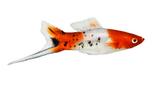 Koi Swordtails