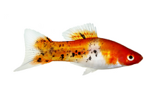 Koi Swordtails