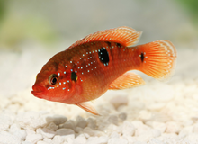 Jewel Cichlid-UNSEXED