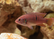 Jewel Cichlid-UNSEXED