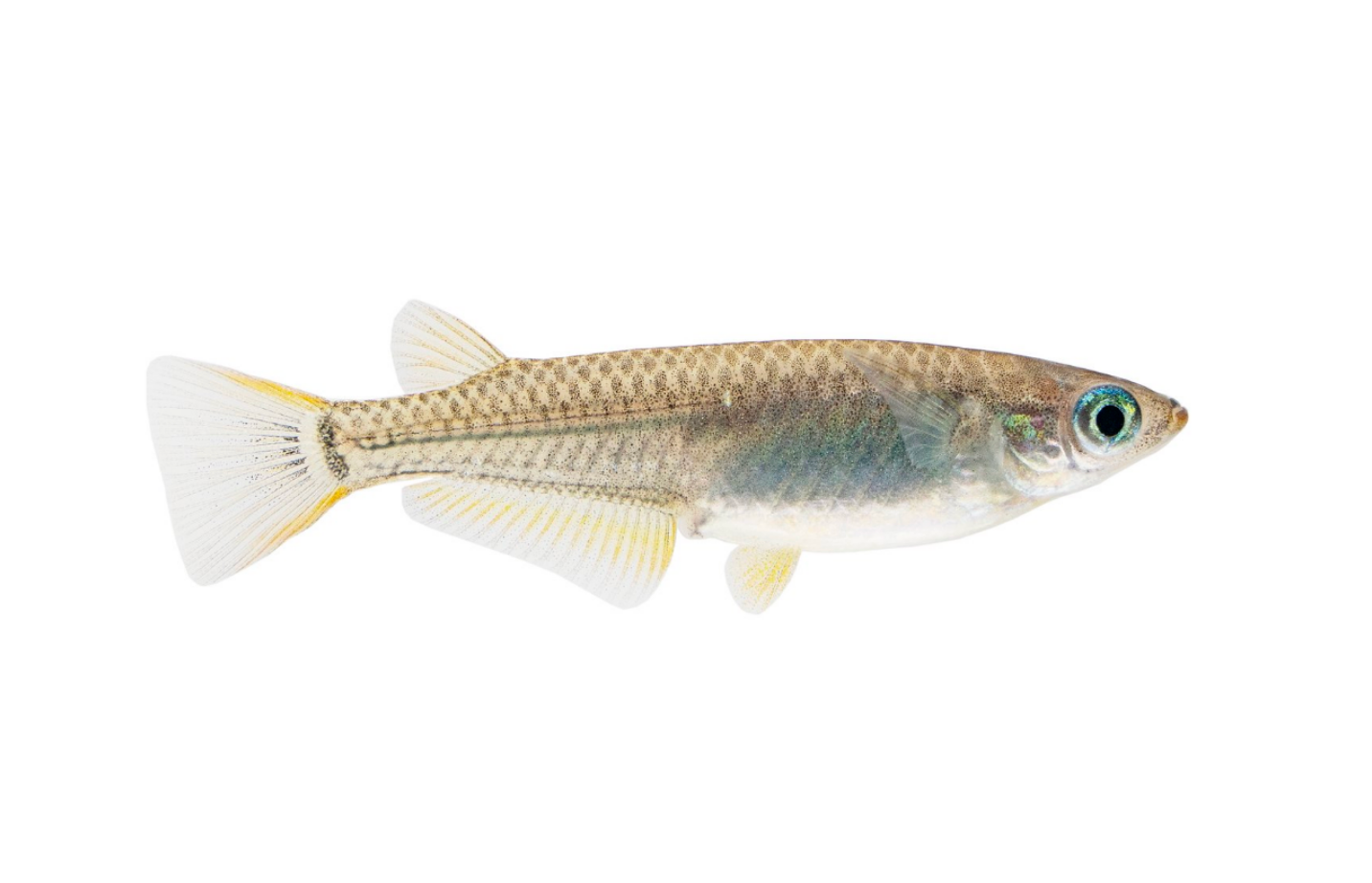 Japanese Ricefish