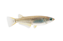 Japanese Ricefish