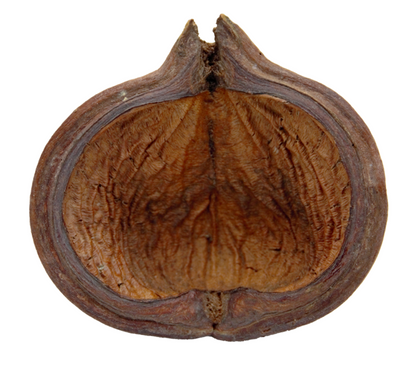 HydrOasis™ Thelambu Pod 1 Ct