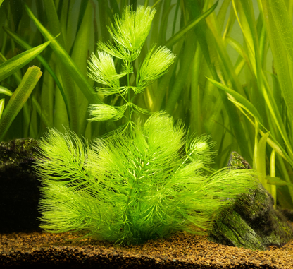 Hornwort Bunch
