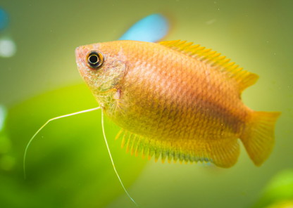 Honey Gourami- WILD UNSEXED