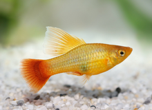 Hi Fin Sunrise Platies