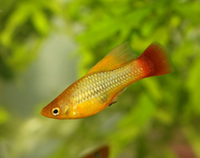 Hi Fin Sunrise Platies