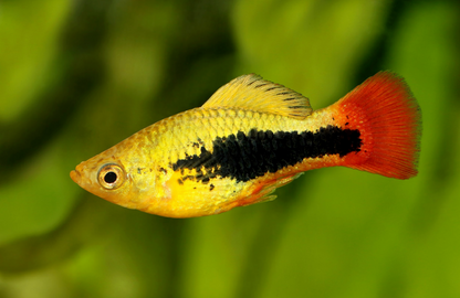 Assorted Variatus Hawaii Variatus – Nu Aqua
