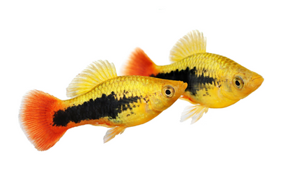 Hawaii Variatus