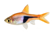 Harlequin Rasbora