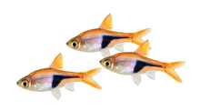 Harlequin Rasbora