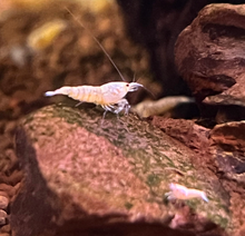 Golden Bee Shrimp 5 Pack
