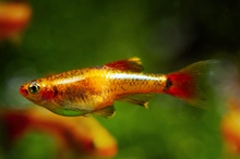 Gold White Cloud Mountain Minnow