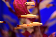 Gold White Cloud Mountain Minnow