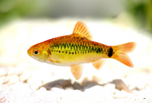 Gold Barb