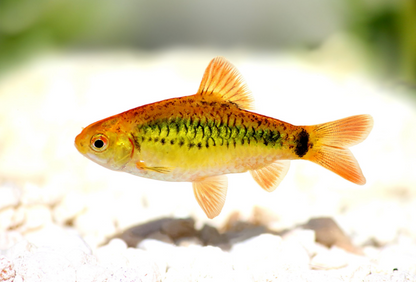 Gold Barb