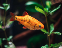 Gold Barb