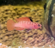 Flame Red Badis