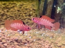 Flame Red Badis