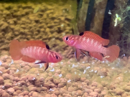 Flame Red Badis