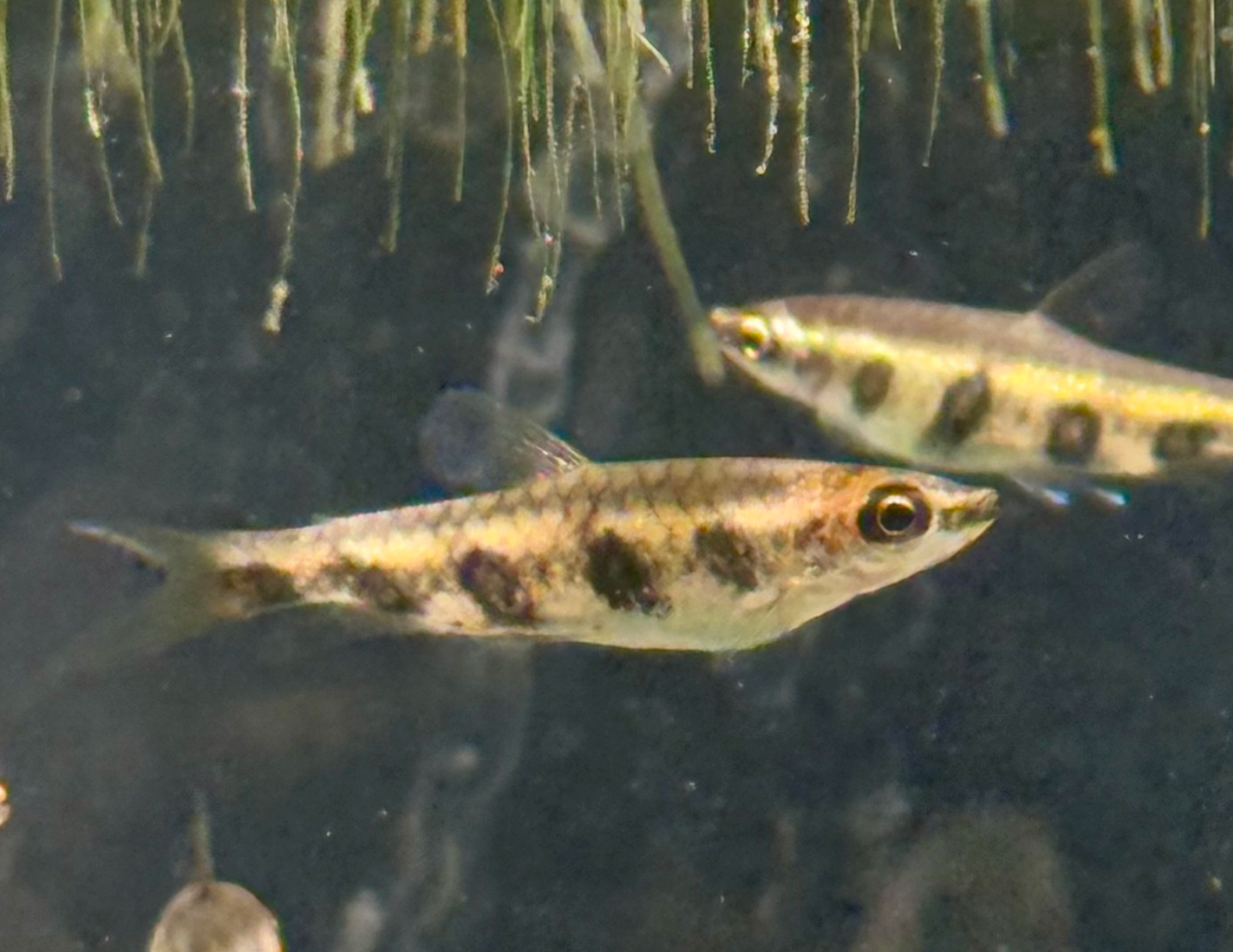 Espei Pencilfish-WILD