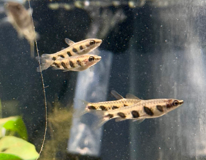 Espei Pencilfish-WILD
