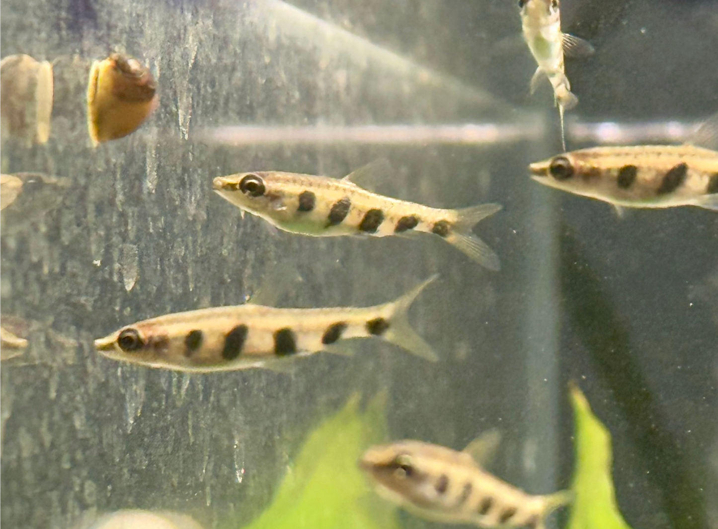 Espei Pencilfish-WILD