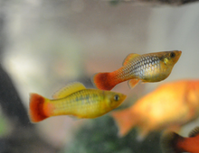 Emerald Sunrise Platies