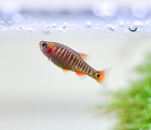 Emerald Dwarf Rasbora