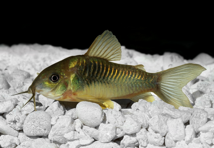 Green Gold Cory