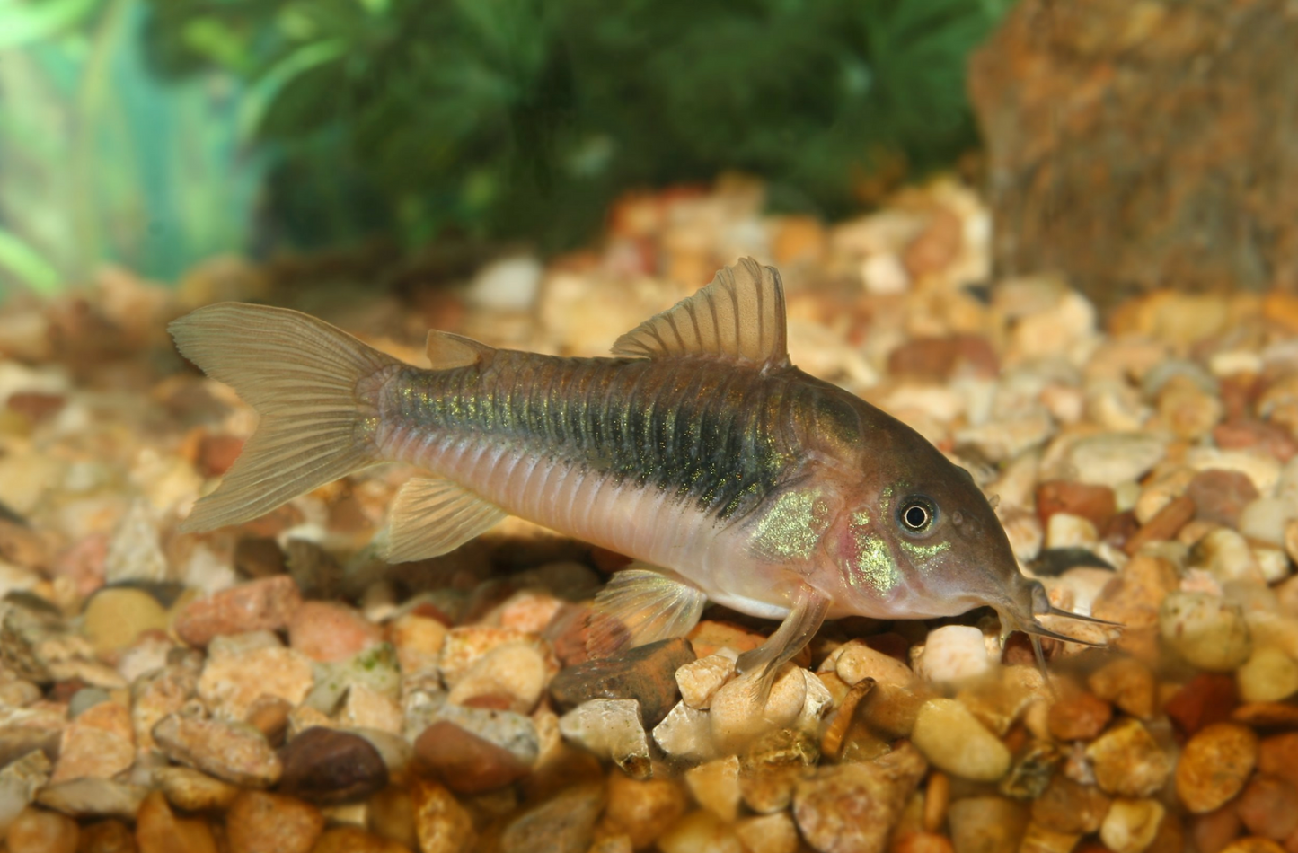 Green Gold Cory