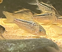 Elegans Cory (Wild-Brazil)