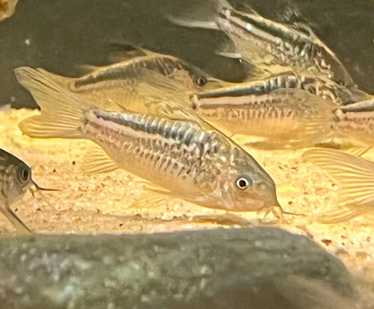Elegans Cory (Wild-Brazil)
